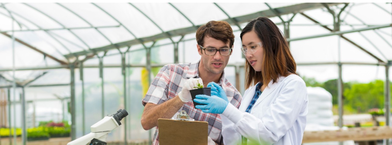 Environmental scientist in a greenhouse looking at plants